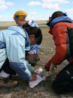 Mark-recapture of black-tailed prairie dogs
