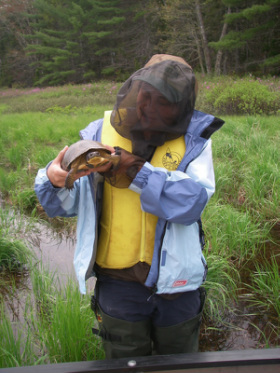 Surveying for Blanding's turtles