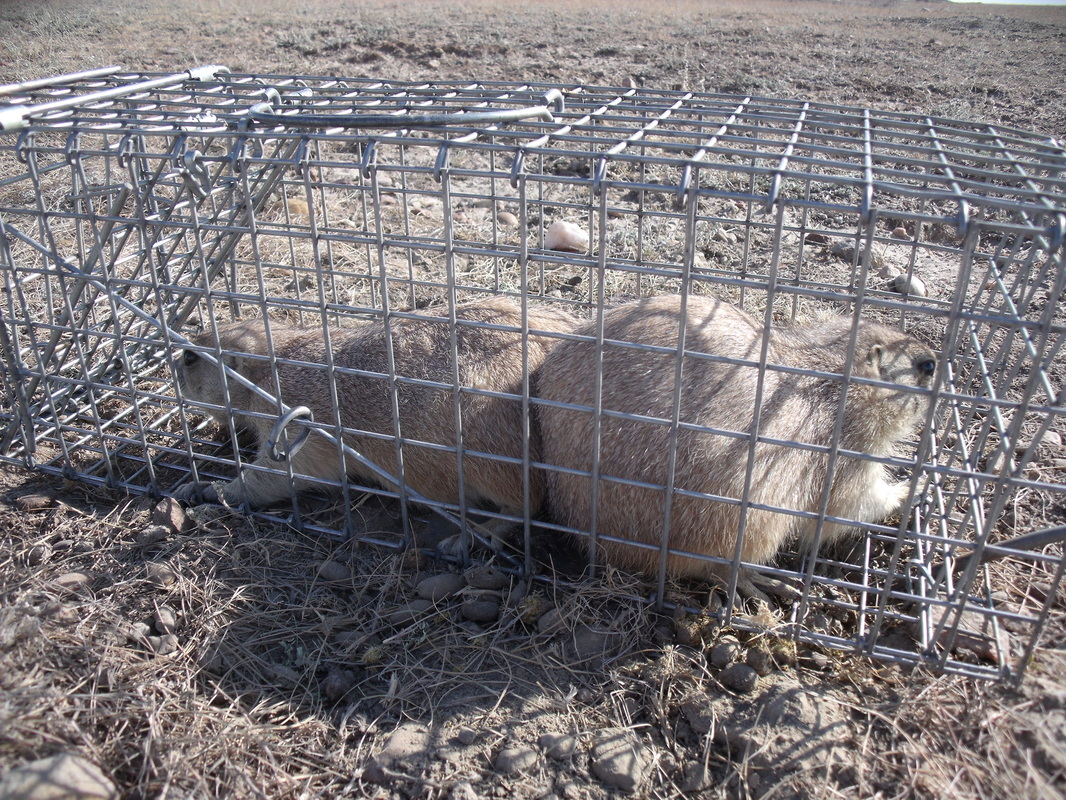 Juvenile prairie dogs in trap