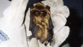 Banded big brown bat